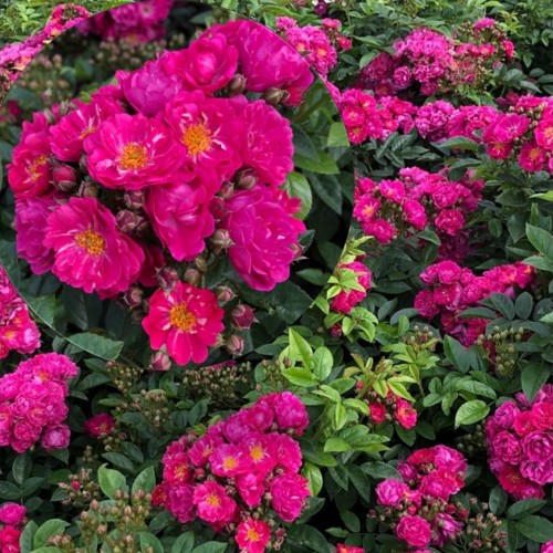 Rosa 'Perfumy Siluetta' - Roos 'Perfumy Siluetta' C4/4L